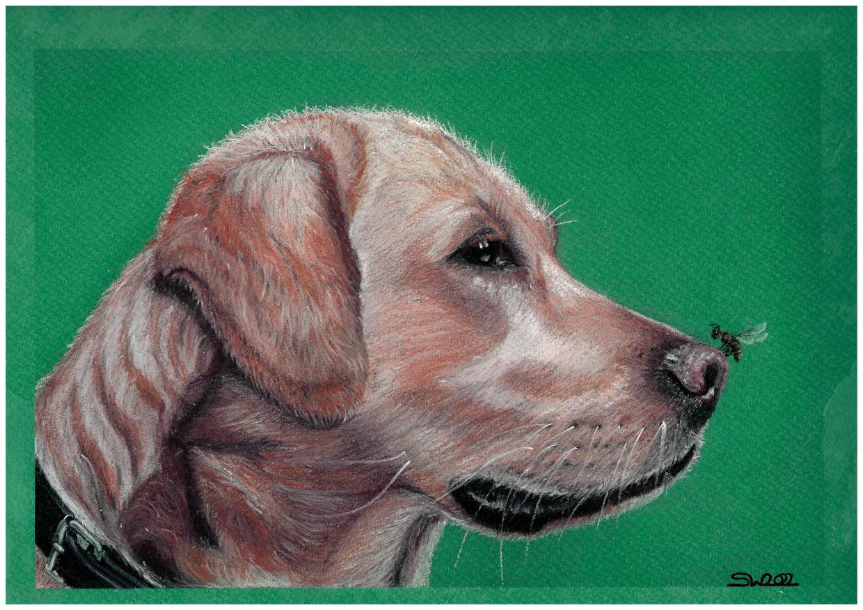 Labrador_Biene